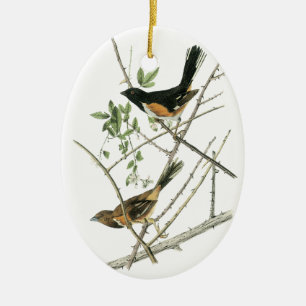 Ornamento De Cerâmica John Audubon Rufous-tomou partido Towhee