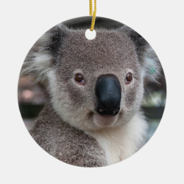 Ornamento De Cerâmica Koala australiano (Frente)