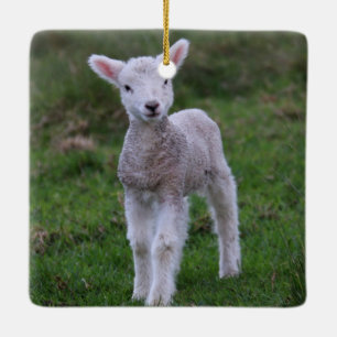 Ornamento De Cerâmica Lamb Baby Shea Fazenda Animal