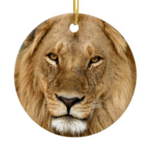 Leão com grande juba