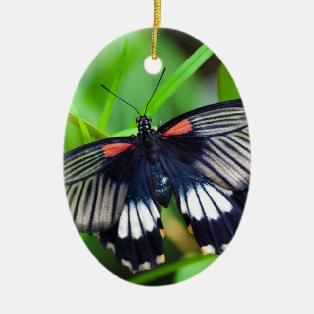 Ornamento De Cerâmica Linda borboleta negra, branca e vermelha (Frente)