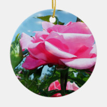 Linda rosa rosa no céu azul. Dia dos Namorados