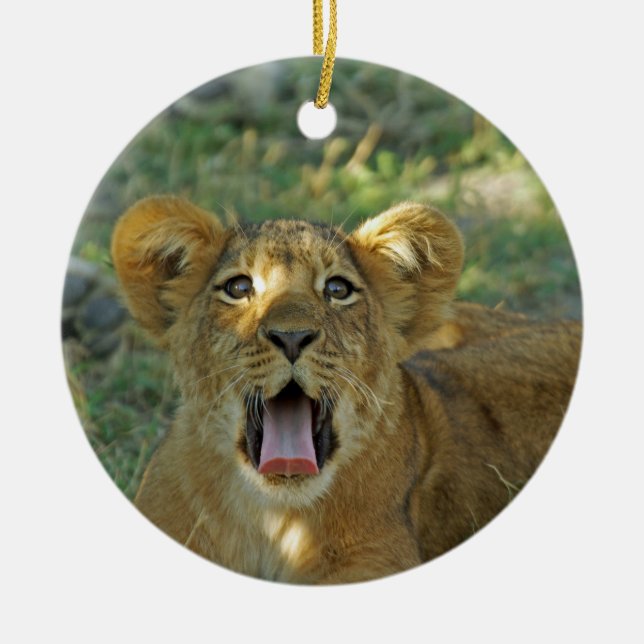 Ornamento De Cerâmica Lion Cub (Frente)