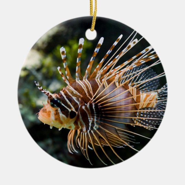 Ornamento De Cerâmica Lionfish de Antennata Broadbarred Firefish do (Frente)