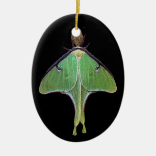 Ornamento De Cerâmica Luna Moth