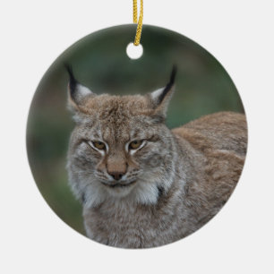 Ornamento De Cerâmica Lynx Olhando Para Você