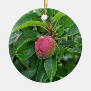 Ornamento De Cerâmica Maçã vermelha fresca na árvore