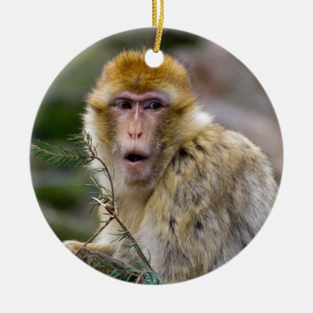 Ornamento De Cerâmica Macaca sylvanus (Frente)
