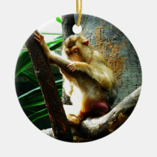 Ornamento De Cerâmica Macaco curioso
