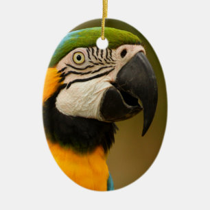Ornamento De Cerâmica macaw do azul e do ouro