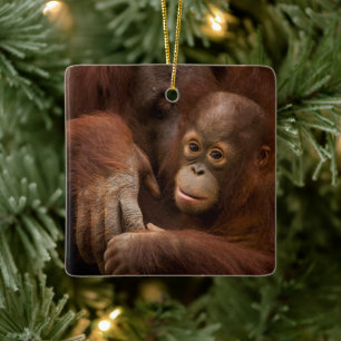 Ornamento De Cerâmica Mãe e bebê Orangutan no zoológico