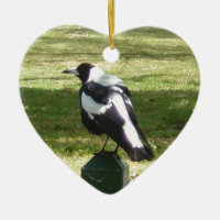 Magpie australiano