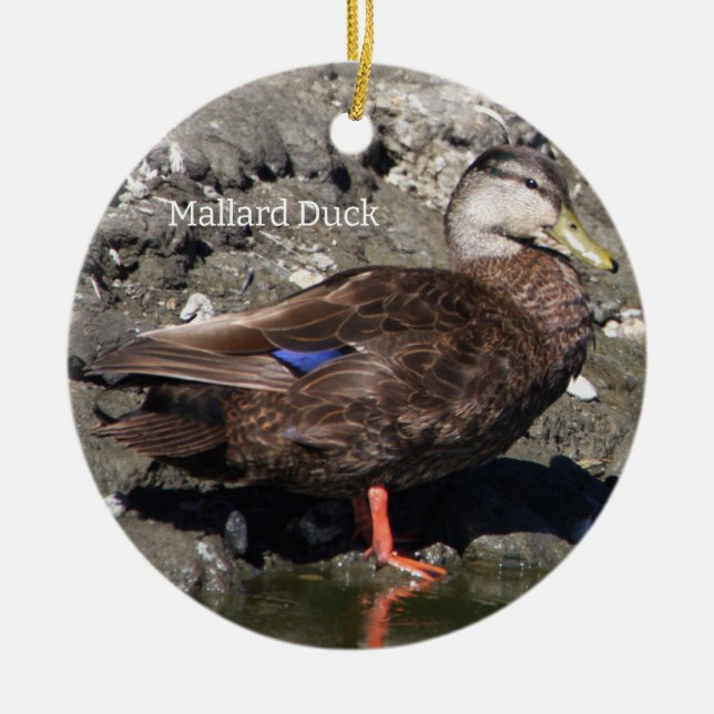 Ornamento De Cerâmica Mallard Duck Ornament (Frente)