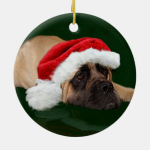 Ornamento De Cerâmica Mastiff em um chapéu do papai noel