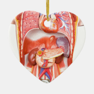 Ornamento De Cerâmica Modelo humano do corpo do torso com órgãos