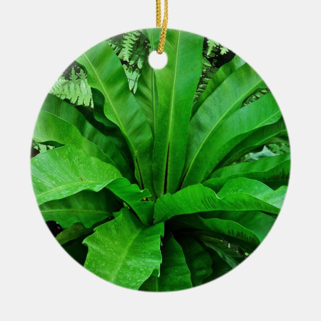 Ornamento De Cerâmica Nest Fern de Bird (Frente)