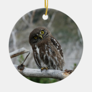 Ornamento De Cerâmica Norte Pygmy Owl
