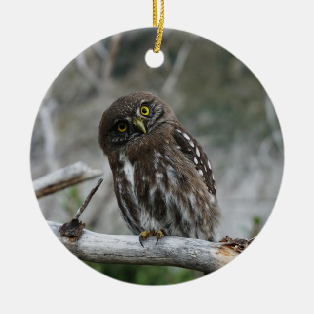 Ornamento De Cerâmica Norte Pygmy Owl (Frente)