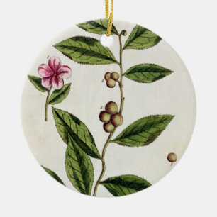 Ornamento De Cerâmica O chá verde, chapeia 351 "de um erval curioso",