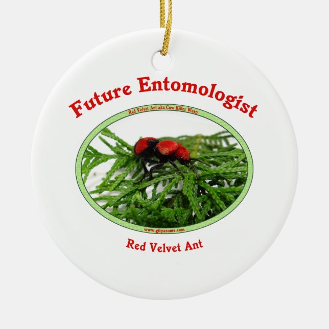 Ornamento De Cerâmica O entomologista futuro ama insetos (Frente)