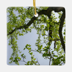 Ornamento De Cerâmica Olhando para a Primavera Poplar Tree