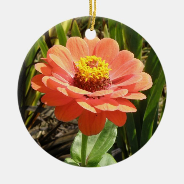 Ornamento De Cerâmica Orange Zinnia Flower Custom Birday (Frente)