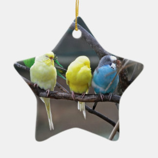 Ornamento De Cerâmica Os Parakeets coloridos brilhantes Budgies repetem