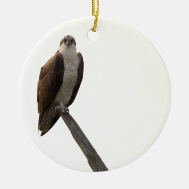 Ornamento De Cerâmica Osprey Bird Ornament  (Frente)