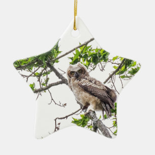 Ornamento De Cerâmica Owlet Em Uma Ramificação De Árvore De Mapeamento