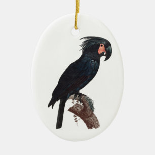Ornamento De Cerâmica Palm Cockatoo, Probosciger aterrimus Parrot