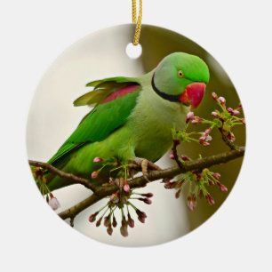 Ornamento De Cerâmica Papagaio-do-pescoço-índio