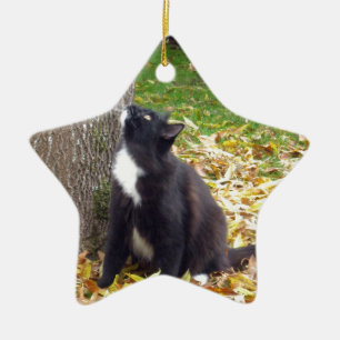 Ornamento De Cerâmica Para escalar ou não - o gatinho é indeciso