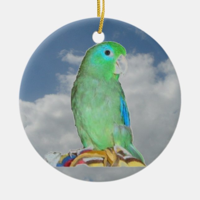 Ornamento De Cerâmica Parrotlet Espetacular (Frente)