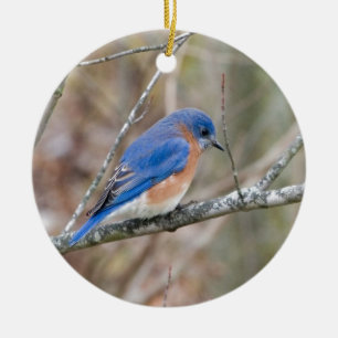 Ornamento De Cerâmica Pássaro azul do Bluebird na árvore