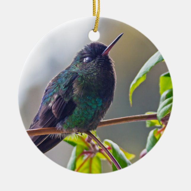 Ornamento De Cerâmica Pássaro da Costa Rica - Hummingbird com gargalhada (Frente)