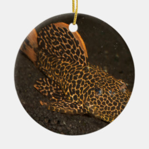 Ornamento De Cerâmica Peckoltia Compta