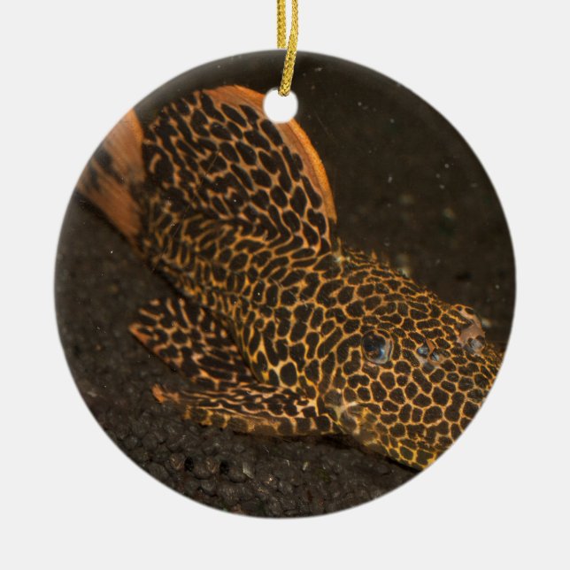 Ornamento De Cerâmica Peckoltia Compta (Frente)