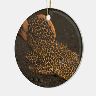 Ornamento De Cerâmica Peckoltia Compta