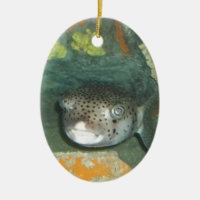 Peixes do soprador