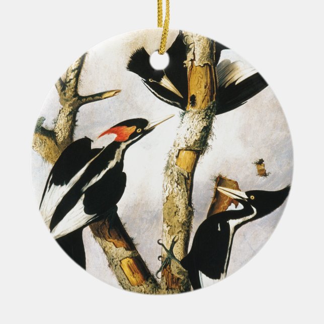 Ornamento De Cerâmica Pica-pau-de-bico-marfim (Joseph Bartholomew Kidd) (Frente)