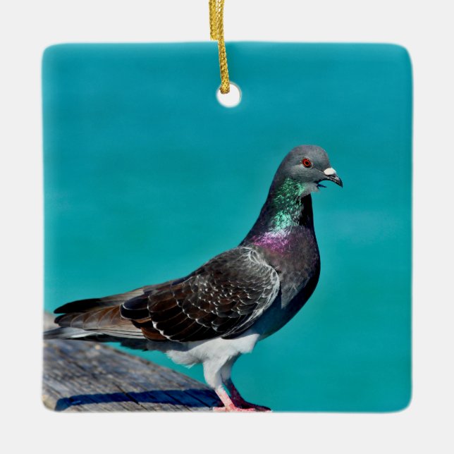 Ornamento De Cerâmica Pigeon With A View (Frente)