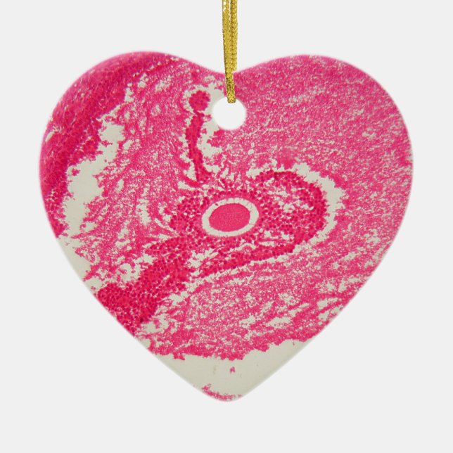 Ornamento De Cerâmica Pilhas do ovário sob o microscópio (Frente)