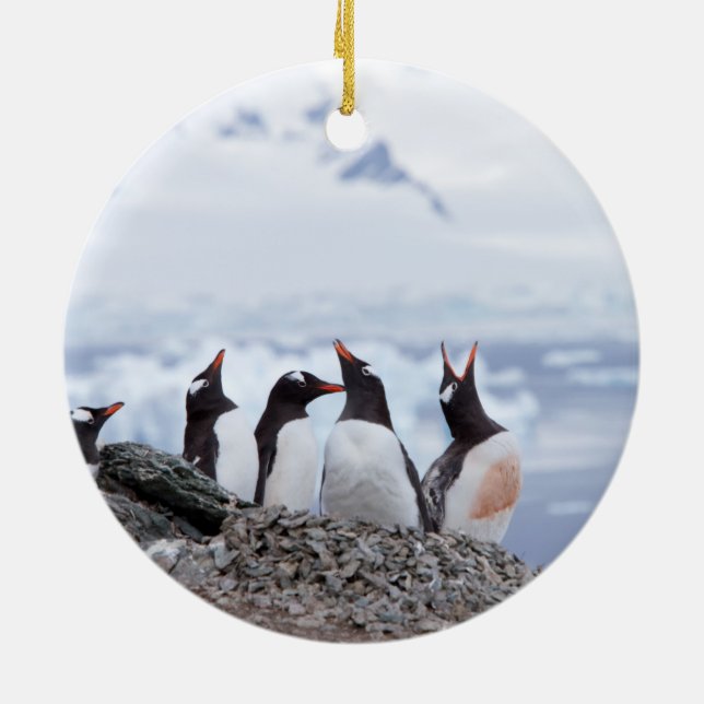 Ornamento De Cerâmica Pinguins na Antártica (Traseira)