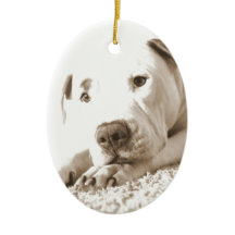 pitbull branco amigável sonolento ódio feito não r