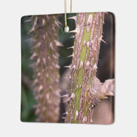 Plant Stem Thorns Nature Park Fotografia