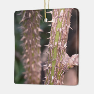 Ornamento De Cerâmica Plant Stem Thorns Nature Park Fotografia