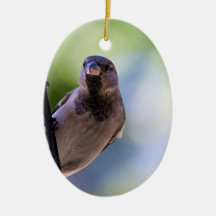 Pode Disparar Um Momento?