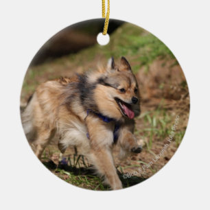 Ornamento De Cerâmica Pomeranian que funciona com chicote de fios sobre
