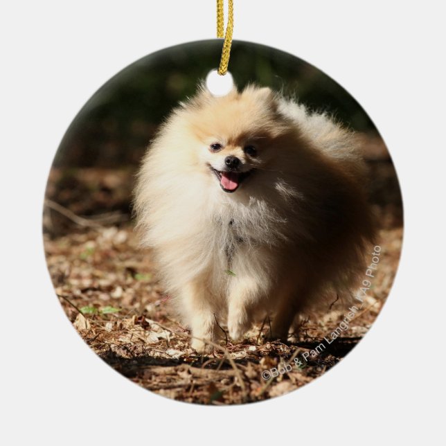 Ornamento De Cerâmica Pomeranian que trota nas folhas caídas (Frente)