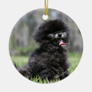 Ornamento De Cerâmica Pomeranian superior preto